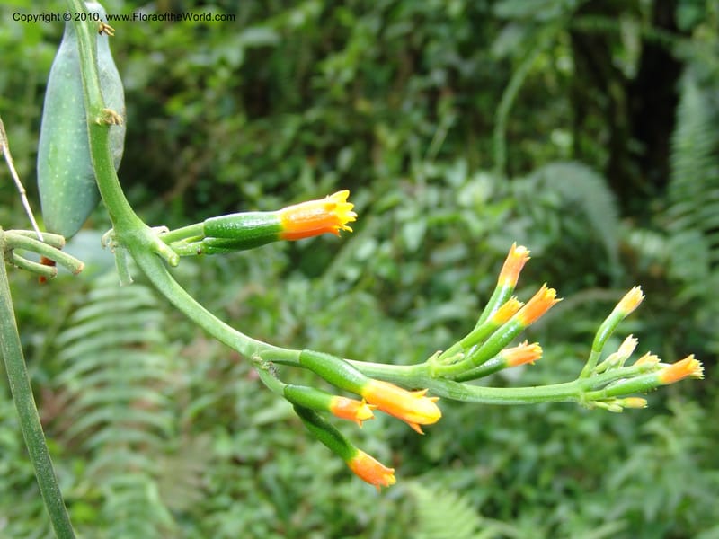 Gurania, Croat 95925--Ecuador. Edo. Pichincha. Bosque Nublado Sta. Lucia. 14 Mar 06. 395 (17).jpg