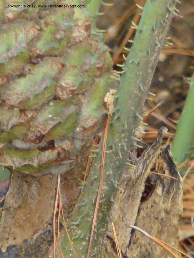 Ceratozamia euryphyllidia--MX. Oaxaca. Jardin Etnobotanico. 11 Sep 08. 014.jpg