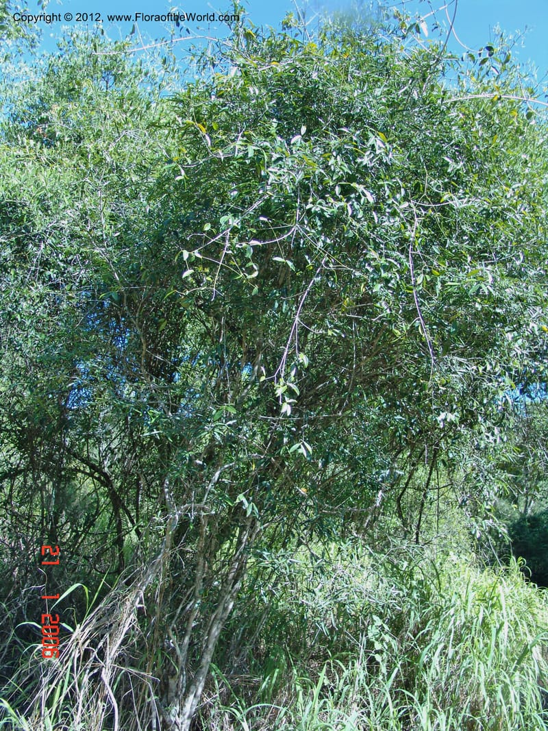 Coptosperma, Rogers, Z 925-Madagascar, Berenty, 21 Jan 2006 100 (3).jpg