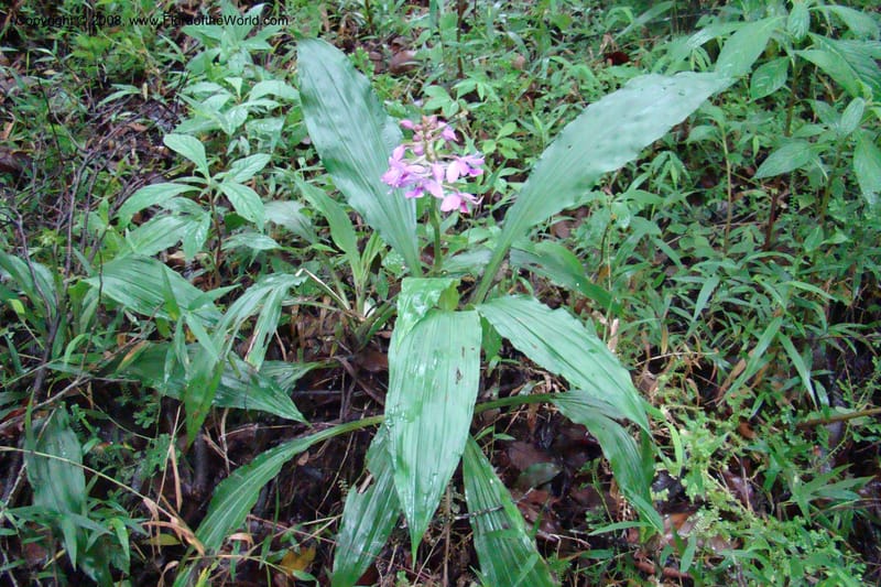 Calanthe sylvatica, WKindeketa2974--Tanz. Rungwe Distr. Rungwe For. Res. 24 Jan 08. 138.jpg