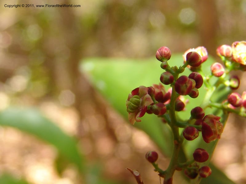 Lepisanthes perrieri, ZRogers1160--Madag. Prov. Antsir. Parc Nat. Ankarana. 10 Nov 06. 139 (19).jpg
