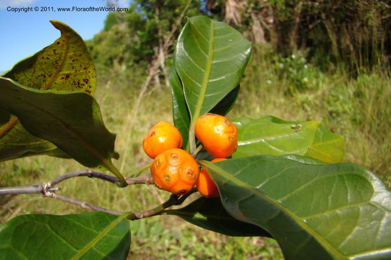 Morinda, Razafindraibe 206--Madagascar. Prov. Fianarantsoa. RN 12. 14 Jan 09. 292.jpg