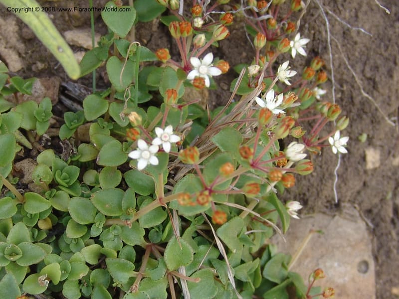 Crassula brachypetala--So.Africa. E. Cape. R58 SE of Barkly East.10 Mch 05. 241.jpg