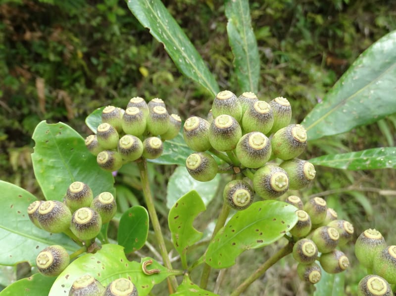Plerandra grandiflora, Plunkett, G 3178--Fiji. Delaikoro Mtn. 3 Nov 2015. DSC08393 (123).JPG