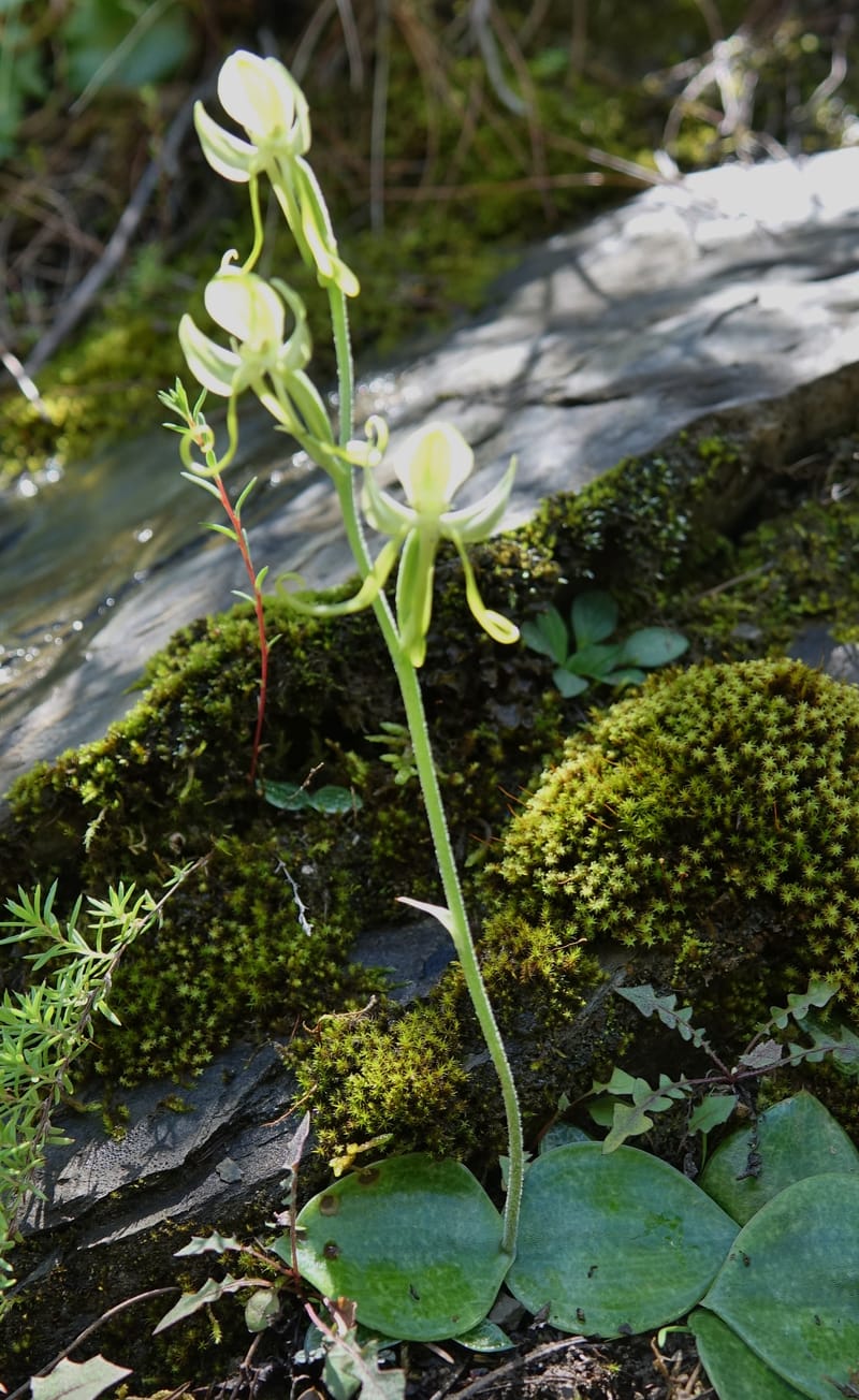 Habenaria, not collected--China. Sichuan. Yibailingba-gou. 12 Aug 2017. DSC04660 (357).JPG