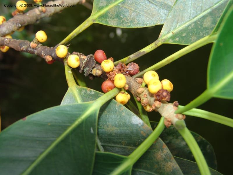 Ficus guianensis, AAraujo-M.1571--Bolivia. Pq. Nac. Madidi. Laguna Chalalan. 26 Nov 04. 229.jpg