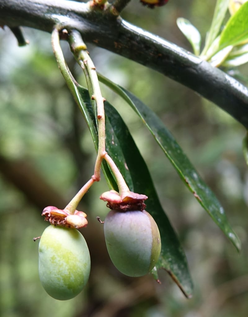 Prinsepia scandens, Tseng Yu-Hsin 1328--Taiwan. Taroko Nat. Park. Mt. Bilu Trail. 21 May 2016.  (70).JPG
