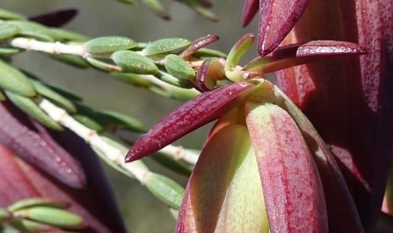 Darwinia speciosa, Davidson, C 13415--Australia. Kingia locality. 23 Oct 2016. DSC04566 (116).JPG