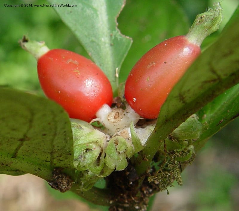 Psychotria--Cameroon. Mt. Cameroon. 6 Dec 03. 150a (4).jpg