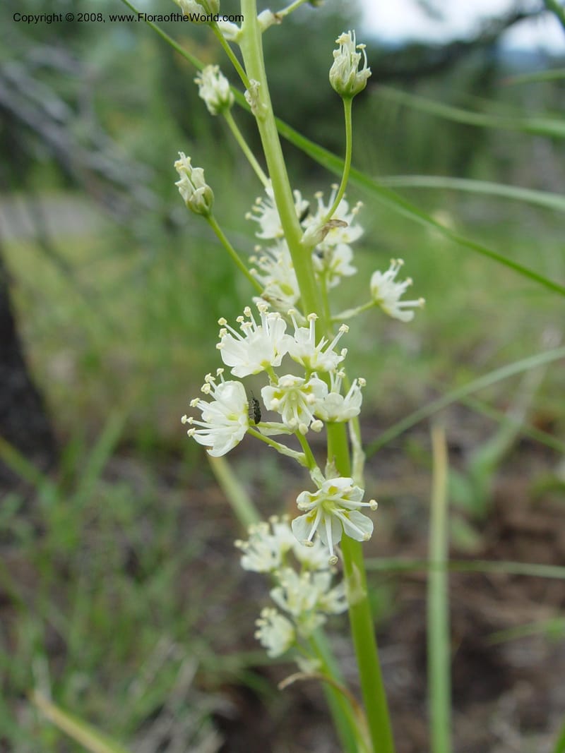 Zigadenus paniculatus--ID. Valley Co. Ponderosa St. Park.  5 Jun 04. 002.jpg