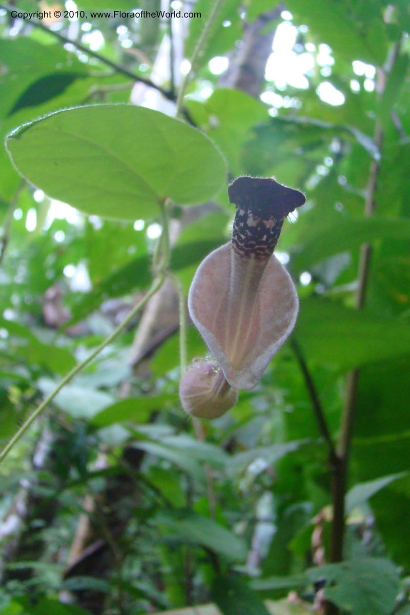 Aristolochia, R. Vasquez 34914--Peru. Loreto. Dto. Parinari. Tacshacocha. R. Samiria. 14 Nov 08. 007.jpg