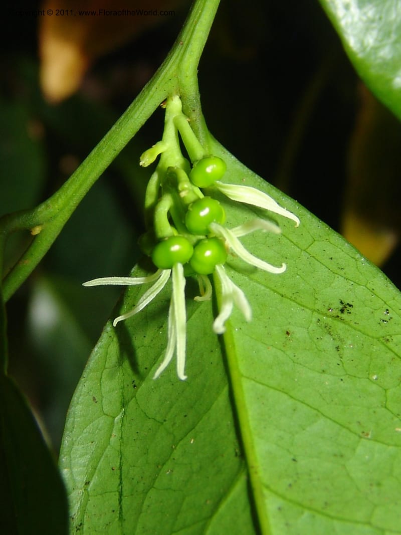 Physena madagascariensis, ZRogers1175--Madag. Antsir. Nosy Be. Lokobe Forest. 15 Nov 06. 067.jpg