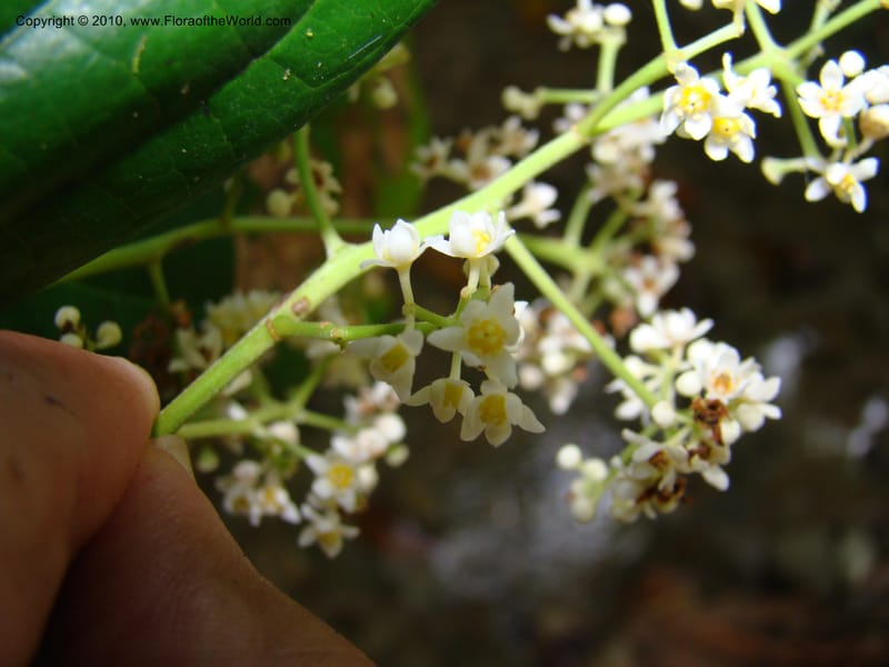 Nectandra purpurea, B. Hammel 24683--Costa Rica. Prov. Limon. Selva Bananito Lodge. 13 Apr 08. 229 (3).jpg
