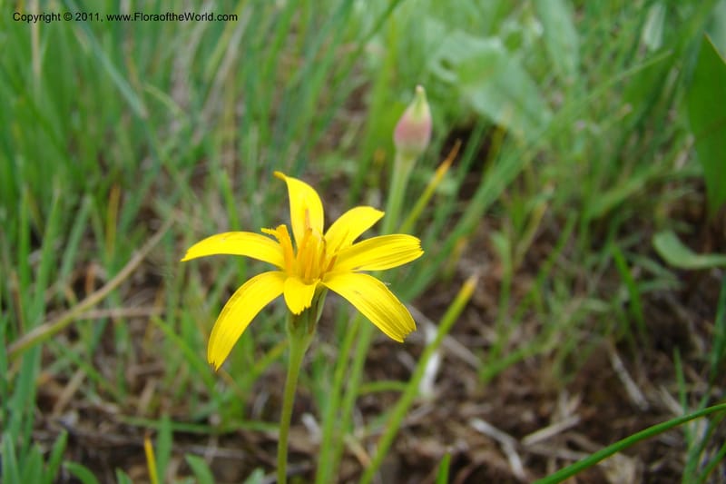 Microseris nutans, C. Davidson 11421--Idaho. Adams Co. Smokey Boulder Rd. 6 June 2009. 170.jpg