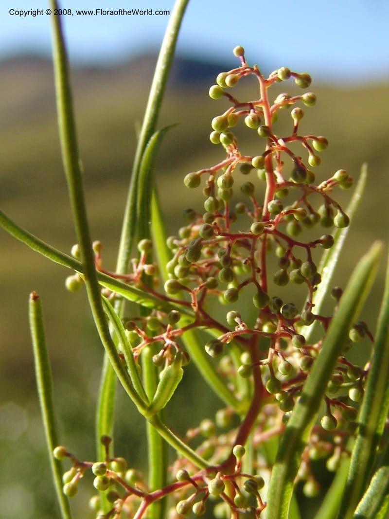 Rhus--So.Africa. E. Cape. Joubert's Pass, SE of Lady Gray. 9 Mch 05. 235.jpg