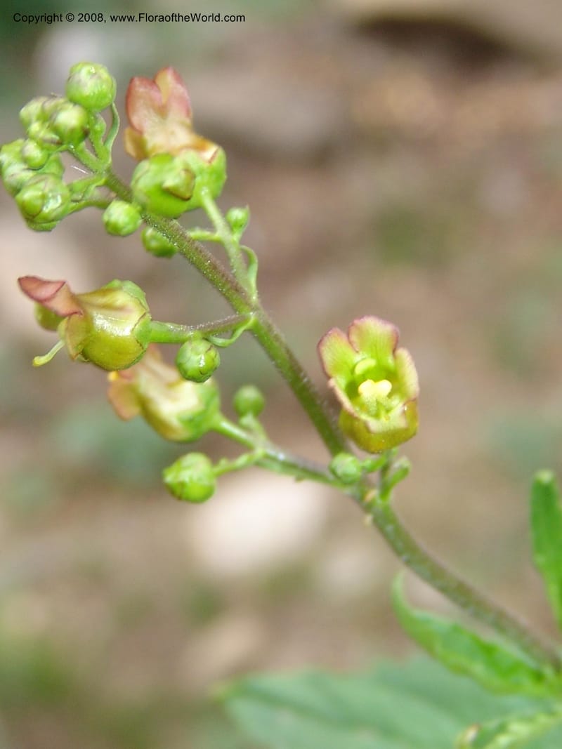 Scrophularia lanceolata, CDavidson11115--ID. Adams Co. For. Serv. Rd. 453, to Goose Lk. 20 Jul 07. 158.jpg