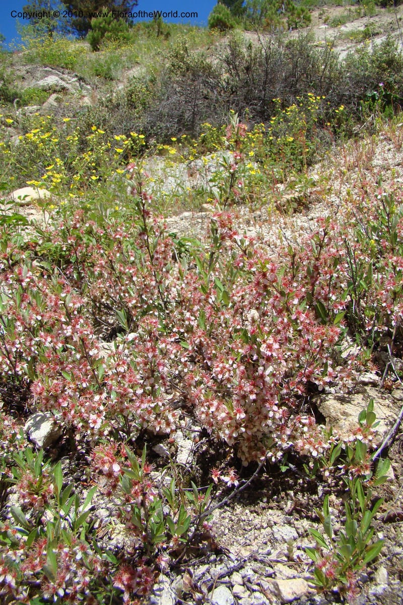 Prunus americanus, C. Davidson 11461--ID. Valley Co. Warm Lake. 16 June 2009. 039.jpg