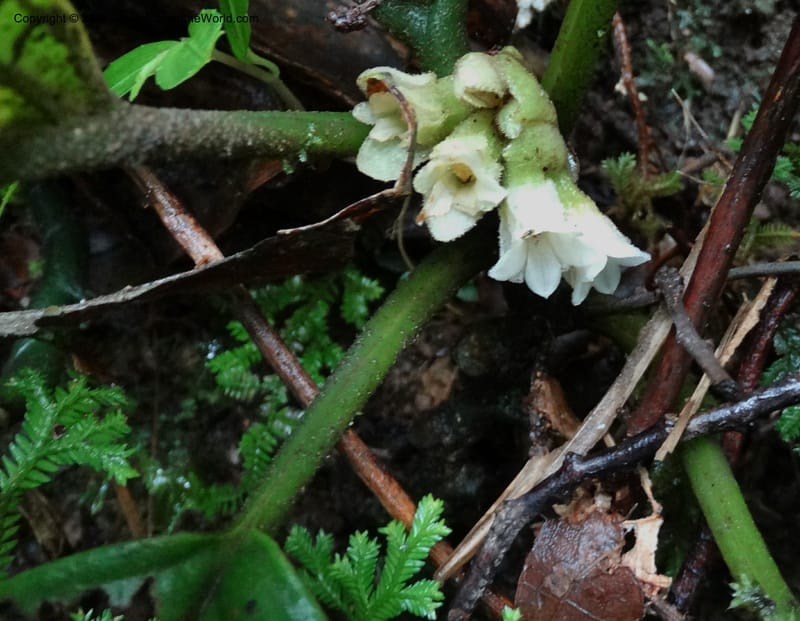 Pentaphragma cyrtandriforme, Davidson, C 12738--Sabah. Mt. Kinabalu. Bundu Tuhan Trail. 11 Oct 2014. DSC04153 (94).JPG