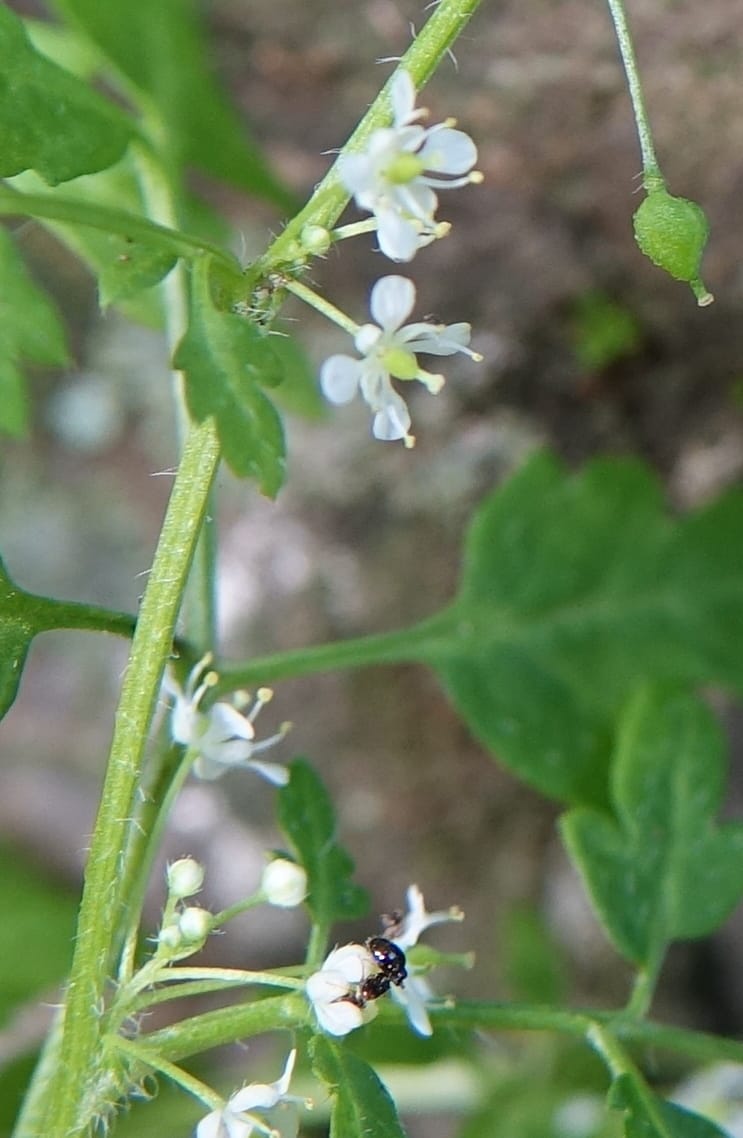Yinshania acutangula subsp. wilsonii, C. Davidson 13755--China. Sichuan. Yibailingba-gou. 12 Aug 2017. DSC04660 (645).JPG