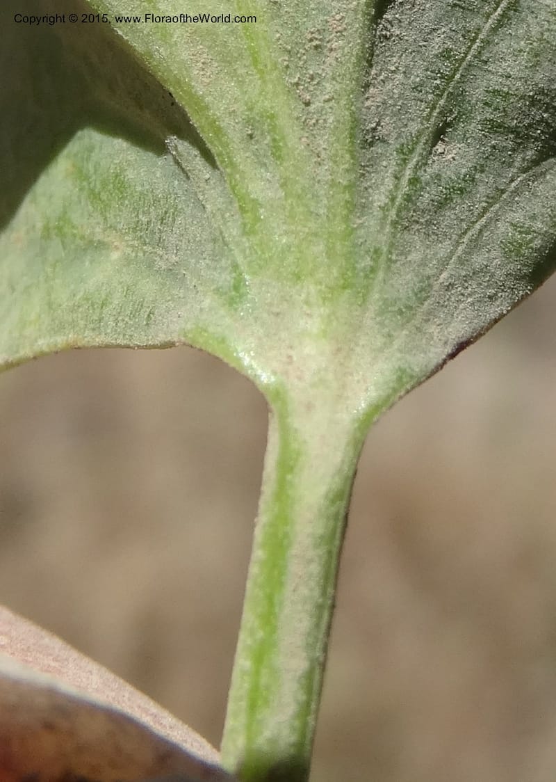 Asteriscium chilensis, Davidson, C 12819--Chile. Ruta J-55 east of Talca. 27 Nov 2014. DSC08479 (93).JPG