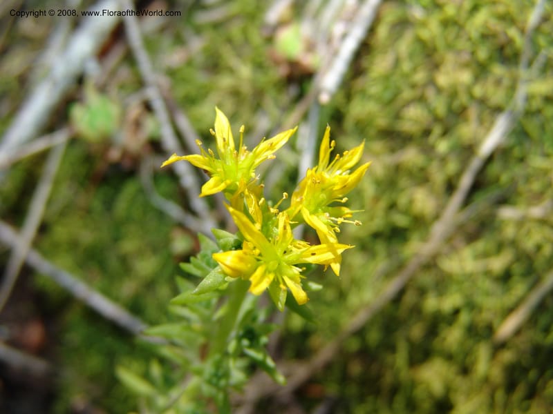 Sedum stenopetalum--ID. Valley Co. Sylvan Beach reservoir and trail. 24 Jul 05. 048.jpg