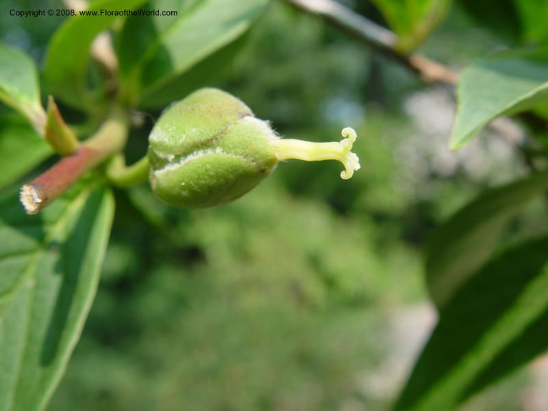 Stewartia pseudocamelia--CT. Hamden. Broken Arrow Nursery. 27 Jun 03. 017.jpg