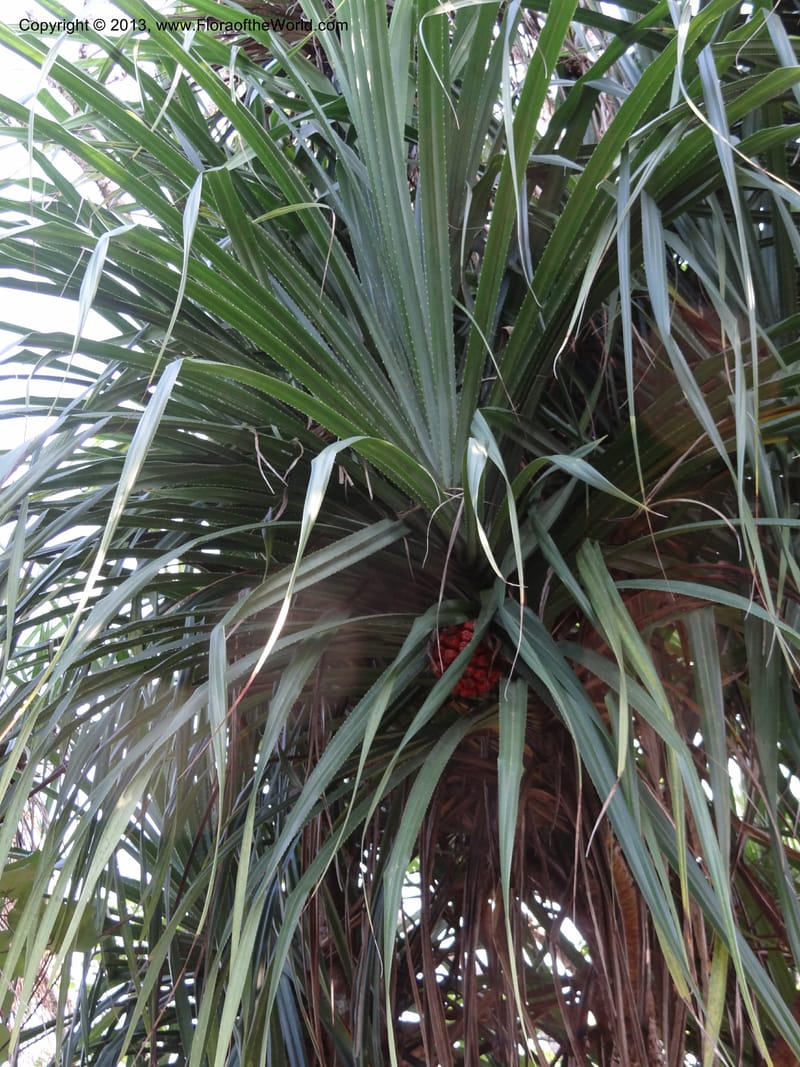 Pandanus odorifer, Callmander 1017--Malaysia, Sarawak. Bako Nat. Park. Beach. 31 Mar 2012. DSC06362 (19).JPG