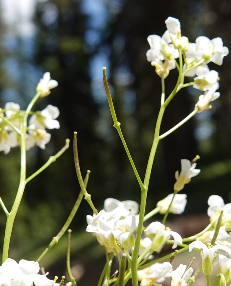 Arabis nuttallii, C. Davidson 14036--ID, Valley Co. Elkl Summit. 18 July 2019. DSC00995 (38).JPG