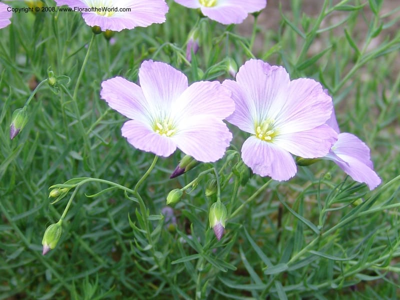 Linum perenne ssp alpinum--France. Nancy. Jard. Bot. Montet. 1 May 05. 287.jpg