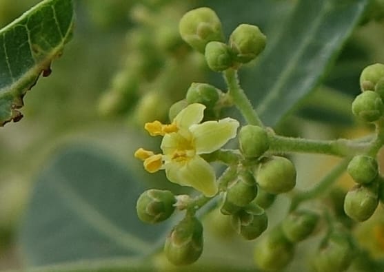 Schinus areira, Fortunato 13200--Argentina. Hwy 150 S of San Augustin. 9 Feb 2018. DSC09845 (47).JPG