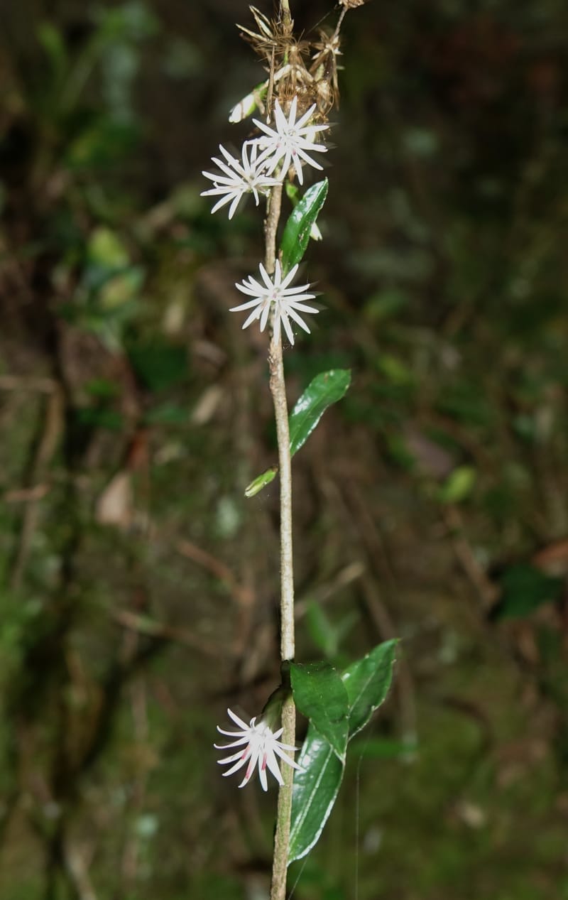 Ainsliaea latifolia, Tseng Yu-Hsin 1331--Taiwan. Taroko Nat. Park. Mt. Bilu Trail. 21 May 2016.  (128).JPG