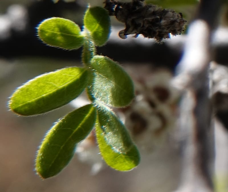 Rhus microphylla, C. Davidson 13990--AZ. Cochise Co. Hwy 80 SE of Tombstone. 9 April 2019. DSC07192 (5).JPG