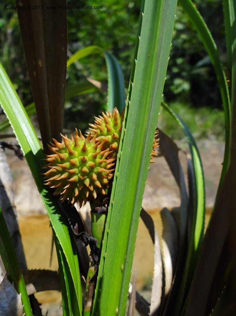 Spiny syncarps nestled among serrate strap-like leaves