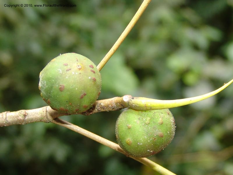 Ficus, Croat 95844--Ecuador. Maquipucuna Biol. Res. Send. del Rio. 13 Mar 06. 375 (5).jpg