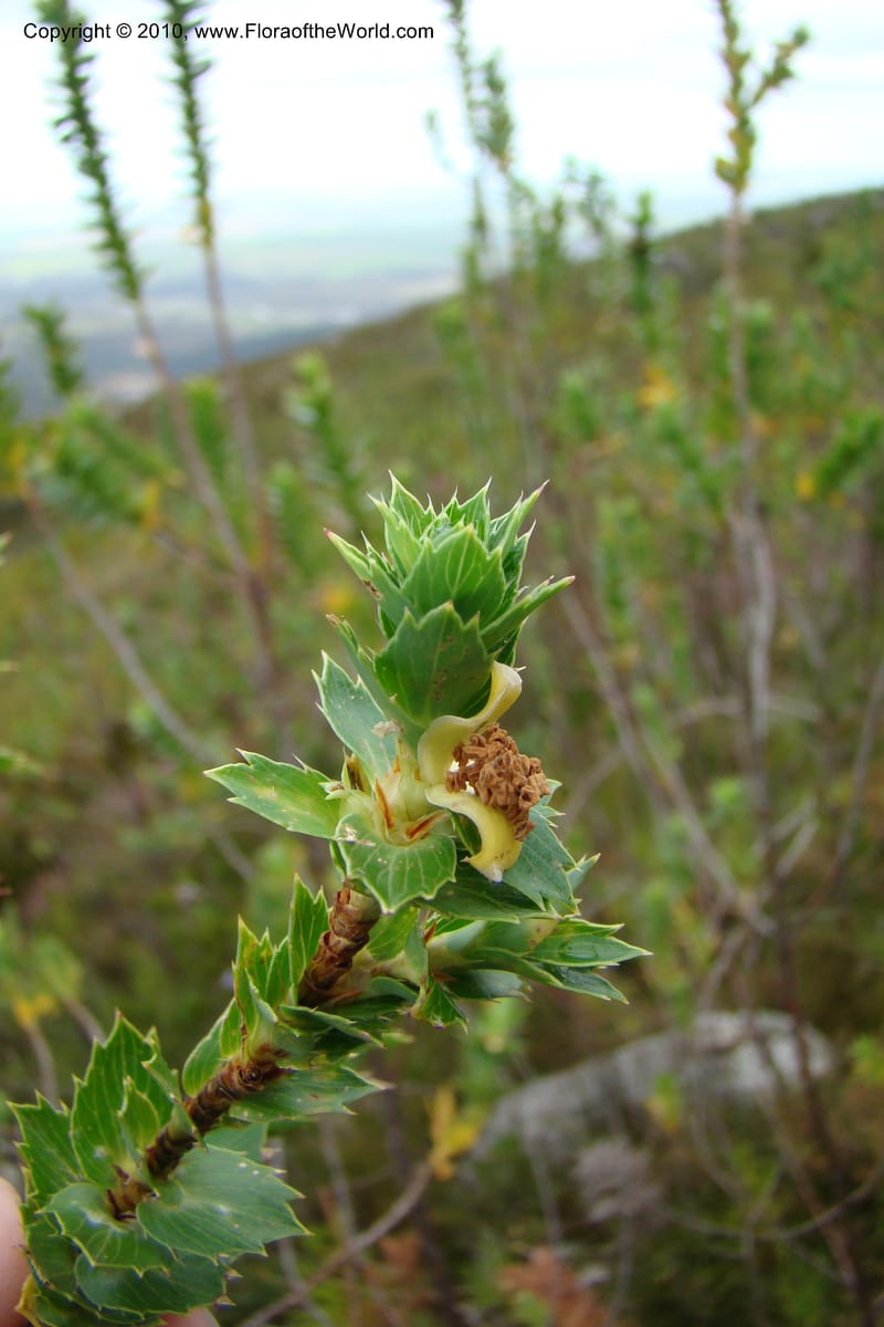 Cliffortia, not. coll.--South Africa. Marloth Nat. Res. Langeberg Mts. 22 Aug 09. 177 (1).jpg
