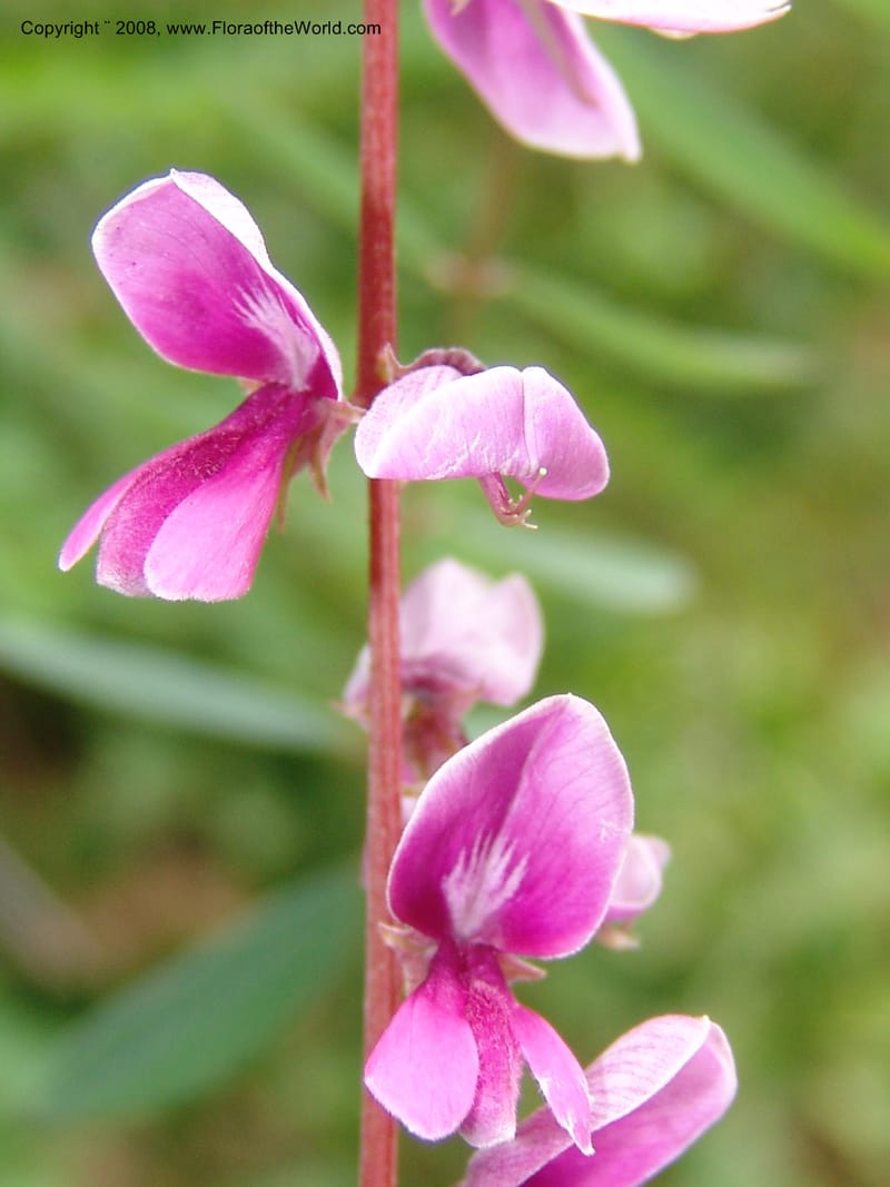 Indigofera pendula, 2000.0089--CA. San Francisco Arbor. 3 Jul 07. 034.jpg