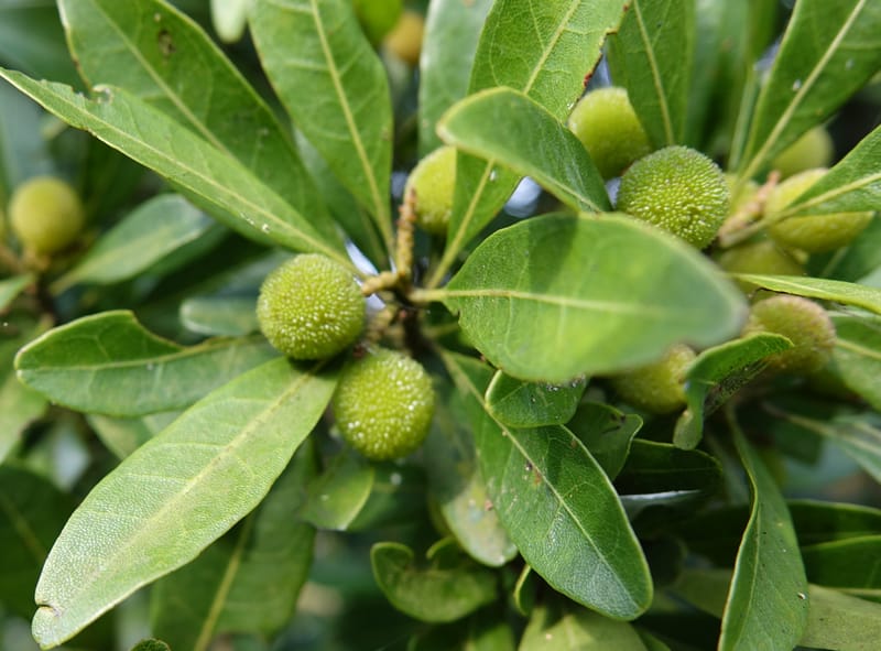 Myrica rubra, Chung Kuo-Fang 3343--Taiwan. YangMing Shan Nat. Park. 18 May 2016. DSC02685 (193).JPG