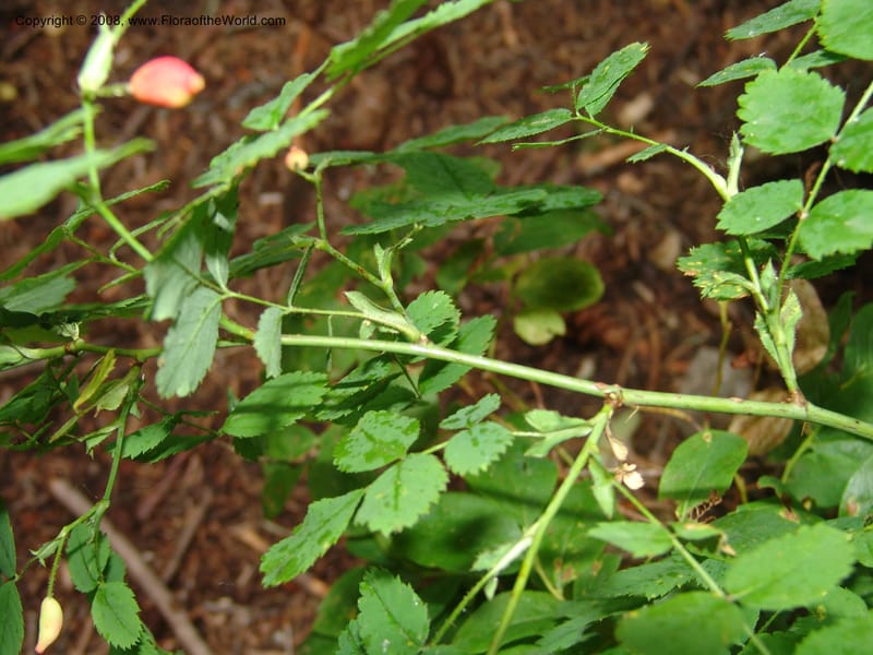 Rosa gymnocarpa--ID. Valley Co. Sylvan Beach, Payette Lake. 21 Aug 05. 013.jpg