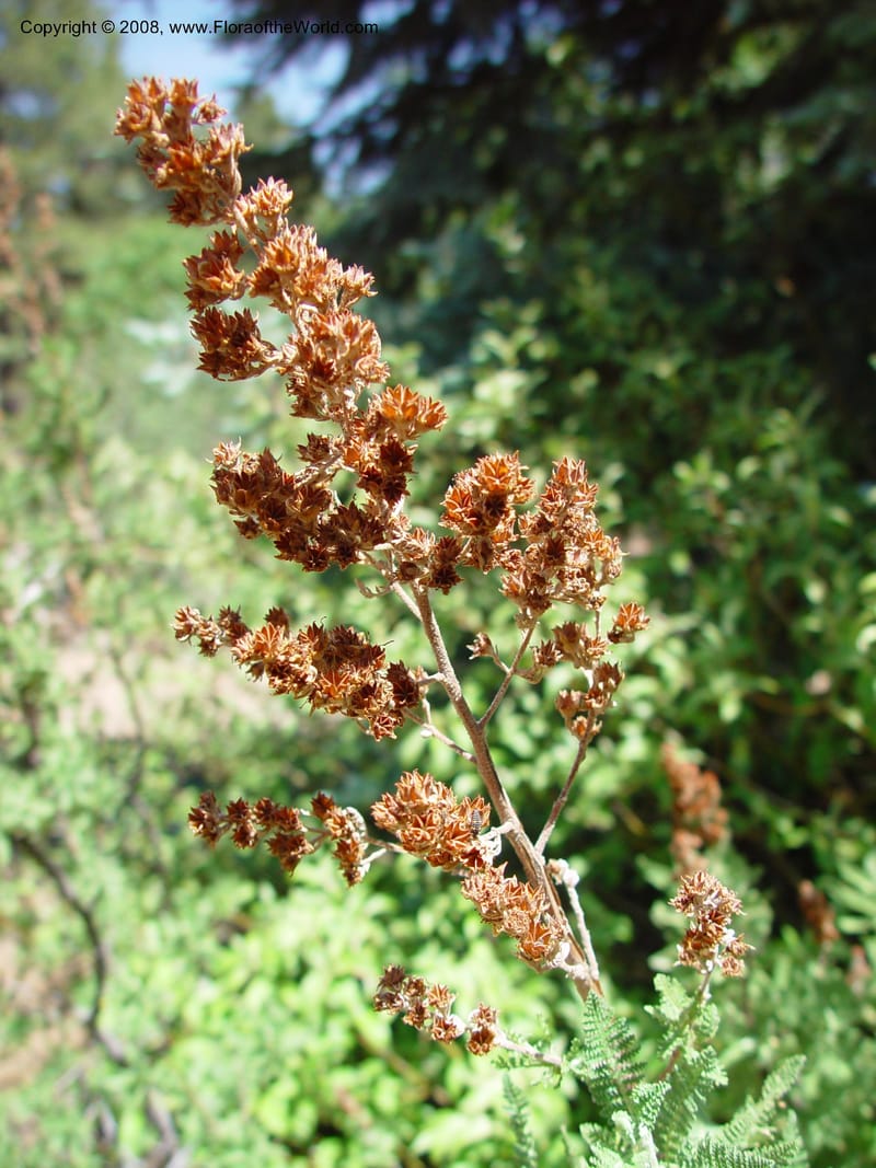 Chamaebatiaria millefolium--AZ. Arboretum at Flagstaff. 5 Jun 03. 055.jpg