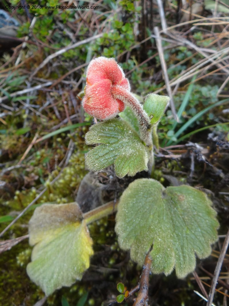 Ranunculus gusmannii, Ulloa, C 2335--Ecuador. Loja. Cerro Toledo. 30 Sep 2012. DSC05859 (108).JPG