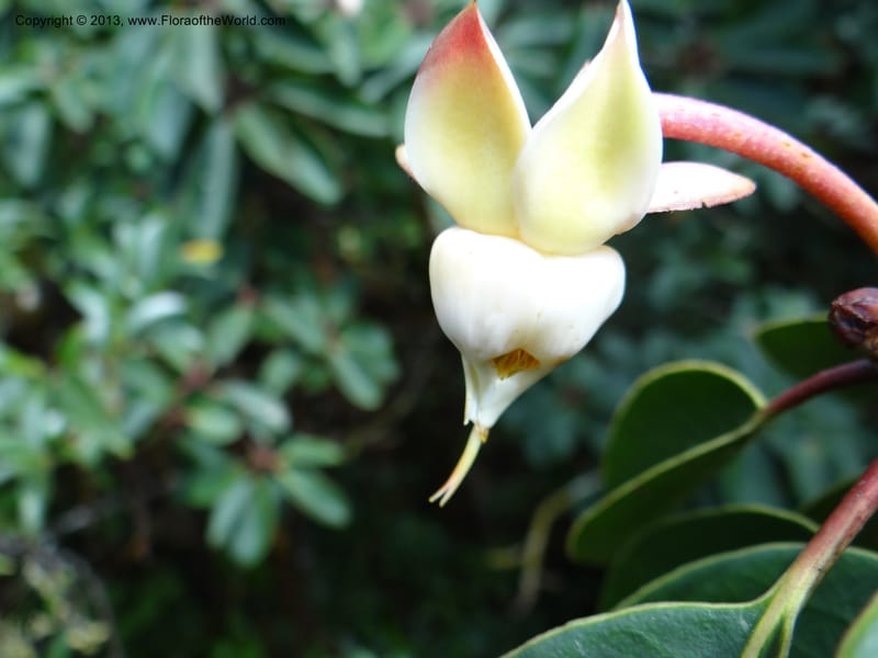 Anneslea fragrans, VC 5499--Thailand. Chiang Mai. Doi Inthanon Nat. Park. 8 Nov 2012. DSC07747 (134).JPG