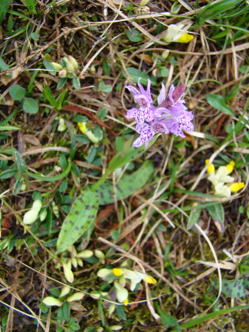 Dactylorhiza, , C. Davidson 11228--Slovenia, Stajerska Region, Menina Planina, 19 May 2008.  084.jpg