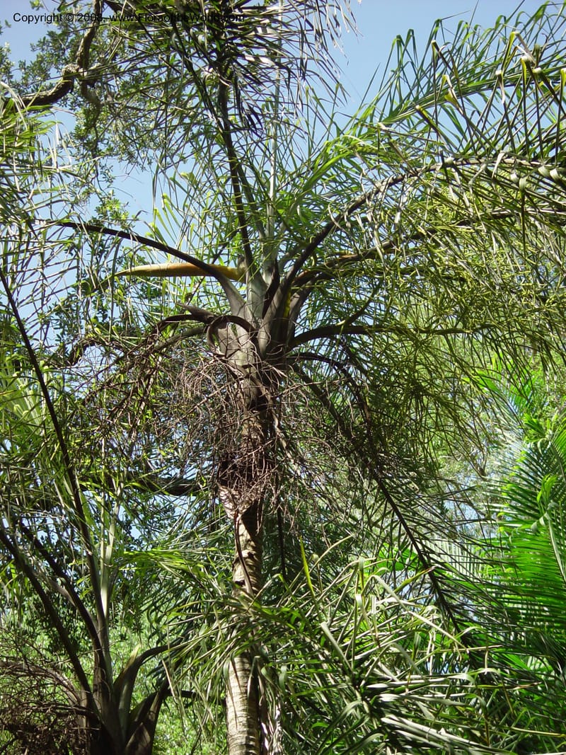 Dypsis madagascariensis--FL. Fairchild Tropical Gard. 6 Apr 03. 044.jpg