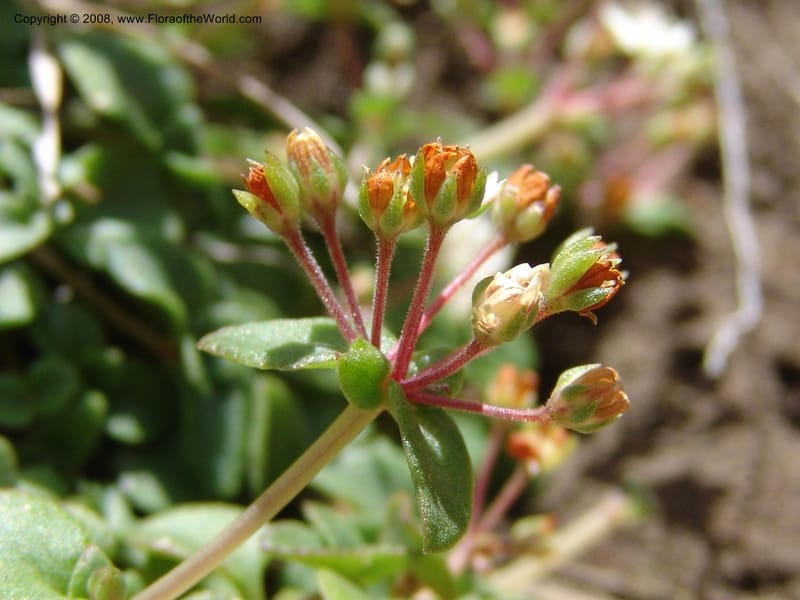Crassula brachypetala--So.Africa. E. Cape. R58 SE of Barkly East.10 Mch 05. 233.jpg