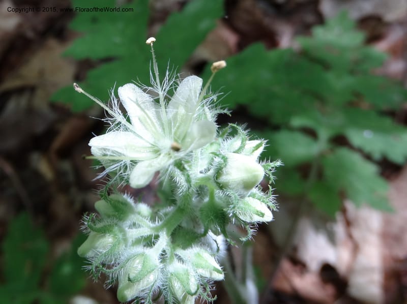 Hydrophyllum macrophyllum, Davidson, C 13025--North Carolina. Haywood Co. Pigeon R. 16 May 2015. DSC05923 (78).JPG