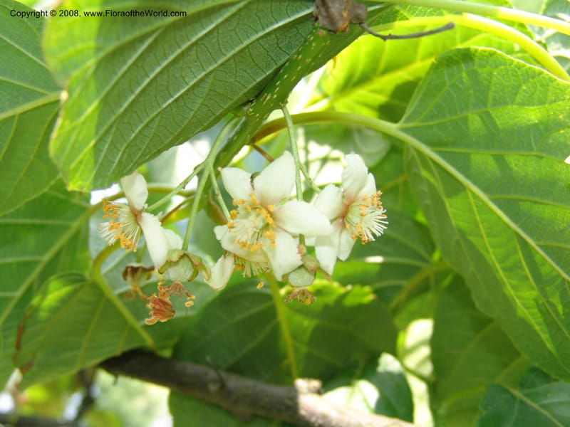Actinidia hubeiensis, 1991021511901--China. Hubei. Wuhan Botanical Garden. 18 Apr 07. 002.jpg