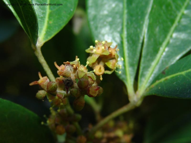 Rhoicissus digitata--So.Africa. E. Cape. Maitland Nat.Res. 5 Mch 05. 045.jpg