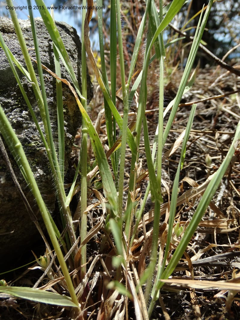 Bromus anomalus, Davidson, C 12563--Idaho. Valley Co. Payette Lake. Sylvan Beach. 12 Jul 2014. DSC09429 (148).JPG