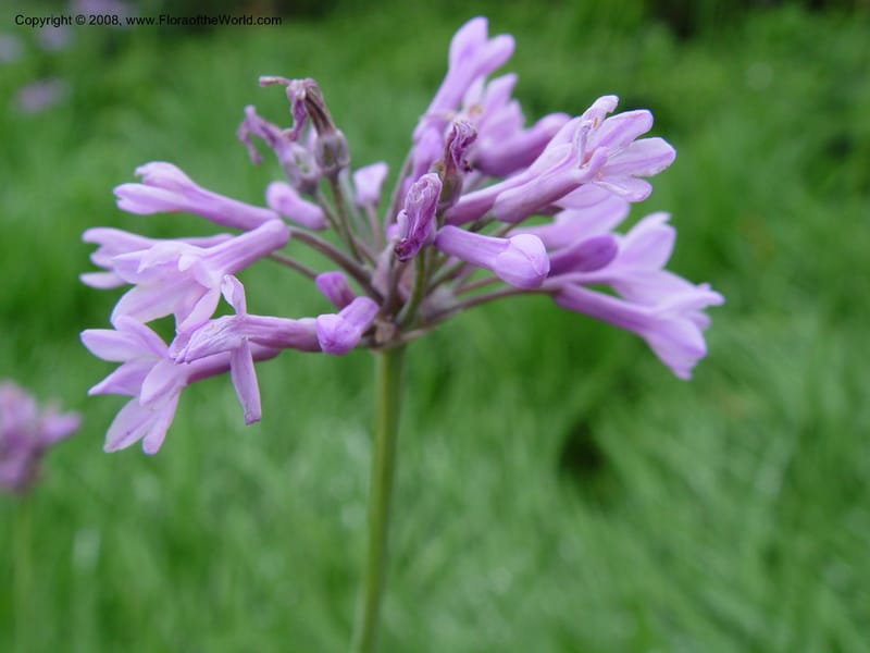Tulbaghia simmleri--So. Africa. Durban Bot. Gard. 3 Oct 03. 097.jpg
