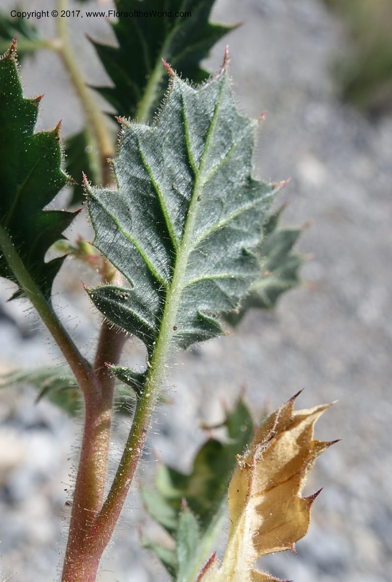 Gilia latifolia, Davidson, C 13078--California. Inyo Co. Last Chance Mts. 16 Apr 2016.  (128).JPG